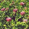 8k4Klever Red Clover 50 gr