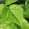 8Malin Raspberry Leaves (List Malini) 50gr