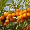 8Oblep   Oblepicha -Sea Buckthorn Fruits 50gr