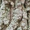 8Osina Bark of Aspen (Ppulus tremula)  buy, review, comments, online